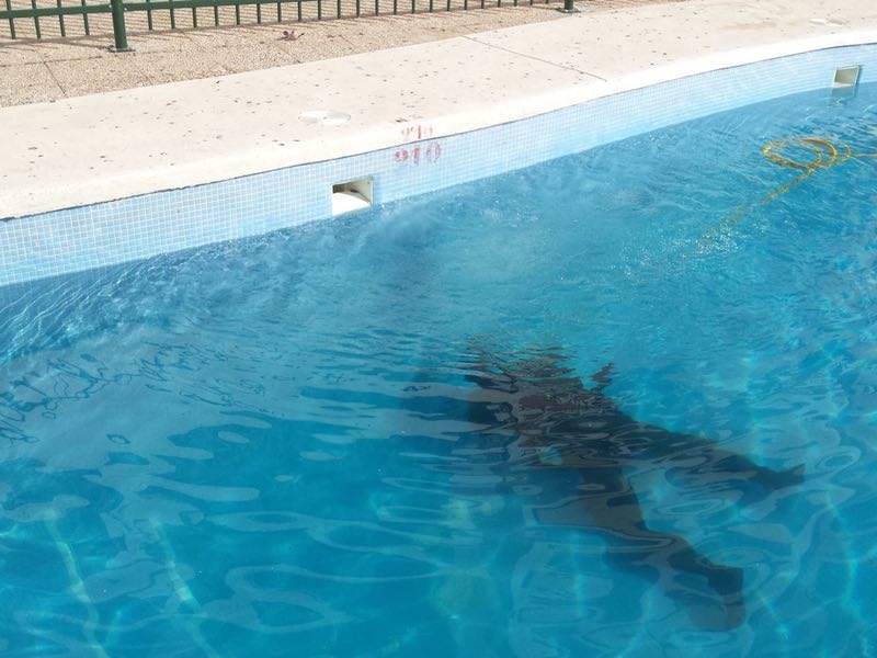 Sombra en piscina de agua